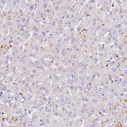 Invitrogen FAM193A Polyclonal Antibody 100 &mu;L; Unconjugated:Antibodies,
