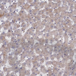 Invitrogen FILIP1L Polyclonal Antibody 100 &mu;L; Unconjugated:Antibodies,