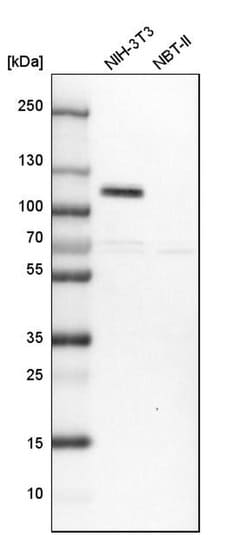 Invitrogen FILIP1L Polyclonal Antibody 100 &mu;L; Unconjugated:Antibodies,