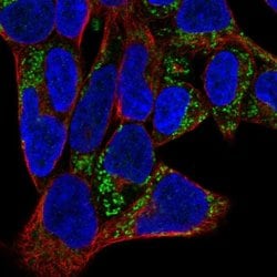 Invitrogen ISOC2 Polyclonal Antibody 100 &mu;L; Unconjugated:Antibodies,