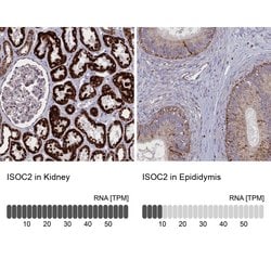 Invitrogen ISOC2 Polyclonal Antibody 100 &mu;L; Unconjugated:Antibodies,