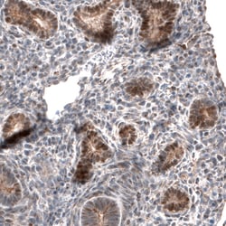 Invitrogen IRX1 Polyclonal Antibody 100 &mu;L; Unconjugated:Antibodies,