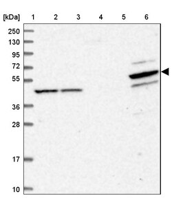 Invitrogen PDE12 Polyclonal Antibody 100 &mu;L; Unconjugated:Antibodies,