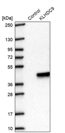 Invitrogen KLHDC9 Polyclonal Antibody 100 &mu;L; Unconjugated:Antibodies,