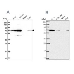 Invitrogen IRGQ Polyclonal Antibody 100 &mu;L | Buy Online | Invitrogen&trade; | Fisher Scientific