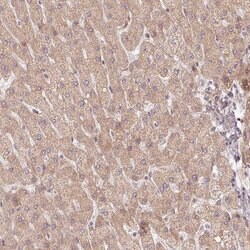 Invitrogen WDR54 Polyclonal Antibody 100 &mu;L; Unconjugated:Antibodies,