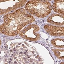 Invitrogen WDR54 Polyclonal Antibody 100 &mu;L; Unconjugated:Antibodies,