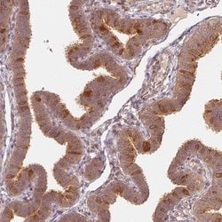 Invitrogen WDR54 Polyclonal Antibody 100 &mu;L; Unconjugated:Antibodies,