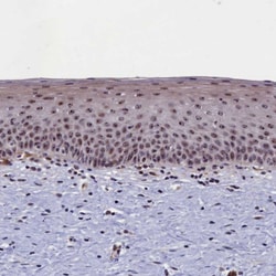 Invitrogen PPAN Polyclonal Antibody 100 &mu;L; Unconjugated:Antibodies,