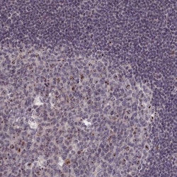Invitrogen PPAN Polyclonal Antibody 100 &mu;L; Unconjugated:Antibodies,
