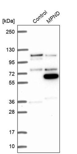 Invitrogen MPND Polyclonal Antibody 100 &mu;L; Unconjugated:Antibodies,