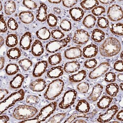 Invitrogen C19orf24 Polyclonal Antibody 100 &mu;L; Unconjugated:Antibodies,