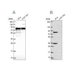 Invitrogen ENTH Polyclonal Antibody 100 &mu;L; Unconjugated:Antibodies,