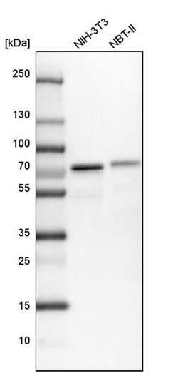 Invitrogen ENTH Polyclonal Antibody 100 &mu;L; Unconjugated:Antibodies,