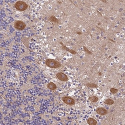 Invitrogen PEX16 Polyclonal Antibody 100 &mu;L; Unconjugated:Antibodies,
