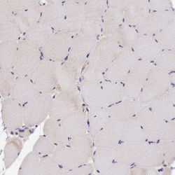 Invitrogen PEX16 Polyclonal Antibody 100 &mu;L; Unconjugated:Antibodies,