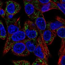 EARS2 Polyclonal Antibody:Antibodies, Polyclonal
