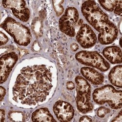 EARS2 Polyclonal Antibody:Antibodies, Polyclonal