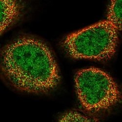 Invitrogen UFSP2 Polyclonal Antibody 100 &mu;L; Unconjugated:Antibodies,