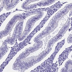 Invitrogen UPK2 Polyclonal Antibody 100 &mu;L; Unconjugated:Antibodies,