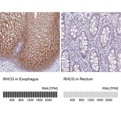 Invitrogen RHCG Polyclonal Antibody 100 &mu;L; Unconjugated:Antibodies,