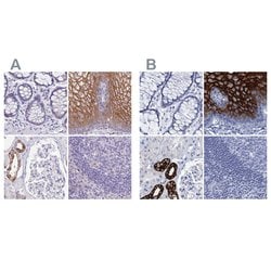 Invitrogen RHCG Polyclonal Antibody 100 &mu;L; Unconjugated:Antibodies,