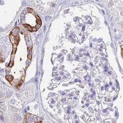 Invitrogen RHCG Polyclonal Antibody 100 &mu;L; Unconjugated:Antibodies,