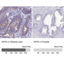 Invitrogen SNTN Polyclonal Antibody 100 &mu;L; Unconjugated:Antibodies,