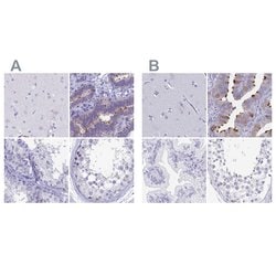 Invitrogen SNTN Polyclonal Antibody 100 &mu;L; Unconjugated:Antibodies,