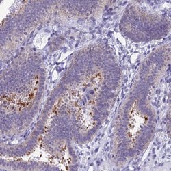 Invitrogen SNTN Polyclonal Antibody 100 &mu;L; Unconjugated:Antibodies,