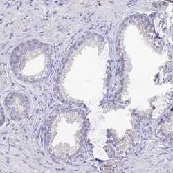 Invitrogen SNTN Polyclonal Antibody 100 &mu;L; Unconjugated:Antibodies,