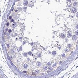 Invitrogen SNTN Polyclonal Antibody 100 &mu;L; Unconjugated:Antibodies,