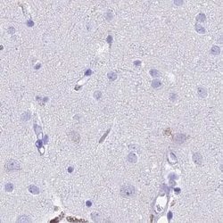 Invitrogen SNTN Polyclonal Antibody 100 &mu;L; Unconjugated:Antibodies,