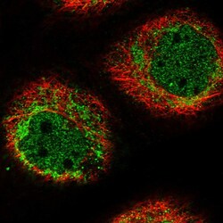 Invitrogen HIGD1A Polyclonal Antibody 100 &mu;L; Unconjugated:Antibodies,