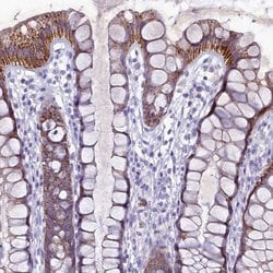 Invitrogen HIGD1A Polyclonal Antibody 100 &mu;L; Unconjugated:Antibodies,
