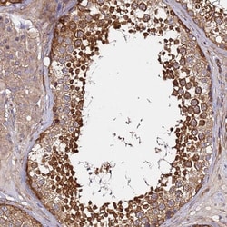 Invitrogen GNL1 Polyclonal Antibody 100 &mu;L; Unconjugated:Antibodies,