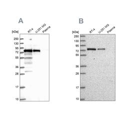 Invitrogen GNL1 Polyclonal Antibody 100 &mu;L; Unconjugated:Antibodies,