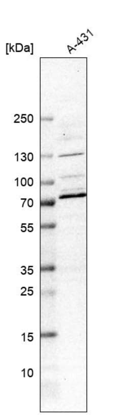 Invitrogen CLIP4 Polyclonal Antibody 100 &mu;L | Buy Online | Invitrogen&trade; | Fisher Scientific