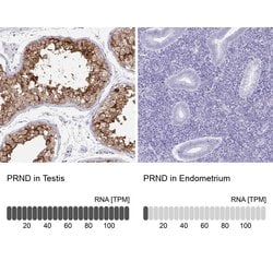Invitrogen Doppel Polyclonal Antibody 100 &mu;L; Unconjugated:Antibodies,