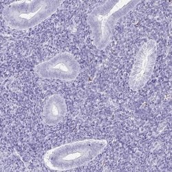 Invitrogen Doppel Polyclonal Antibody 100 &mu;L; Unconjugated:Antibodies,
