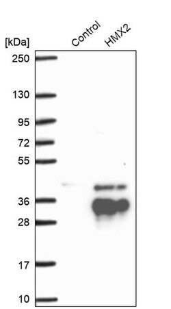 Invitrogen HMX2 Polyclonal Antibody 100 &mu;L; Unconjugated:Antibodies,
