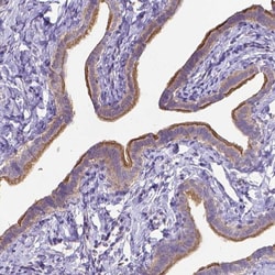 Invitrogen C4orf22 Polyclonal Antibody 100 &mu;L; Unconjugated:Antibodies,