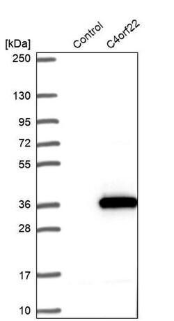 Invitrogen C4orf22 Polyclonal Antibody 100 &mu;L; Unconjugated:Antibodies,