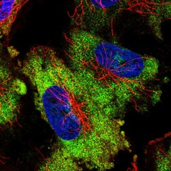 ATXN2L Polyclonal Antibody:Antibodies, Polyclonal