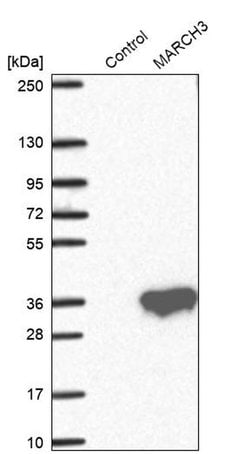 MARCH3 Polyclonal Antibody:Antibodies, Polyclonal