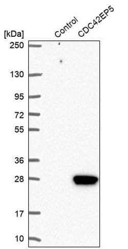 Cdc42EP5 Polyclonal Antibody:Antibodies, Polyclonal