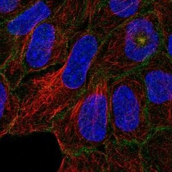 Invitrogen C4orf19 Polyclonal Antibody 100 &mu;L; Unconjugated:Antibodies,