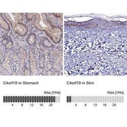 Invitrogen C4orf19 Polyclonal Antibody 100 &mu;L; Unconjugated:Antibodies,