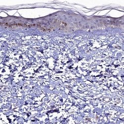 Invitrogen C4orf19 Polyclonal Antibody 100 &mu;L; Unconjugated:Antibodies,