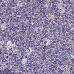 Invitrogen LZTFL1 Polyclonal Antibody 100 &mu;L; Unconjugated:Antibodies,